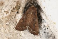 Lacanobia oleracea