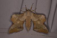 Laothoe populi