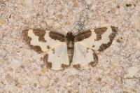 Lomaspilis marginata