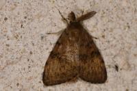 Lymantria dispar
