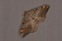 Macaria liturata