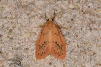 Miltochrista miniata