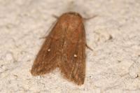 Mythimna albipuncta