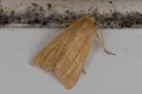 Mythimna pallens