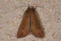 Mythimna unipuncta