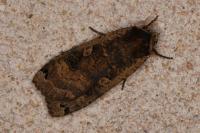 Noctua pronuba