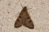 Nomophila noctuella