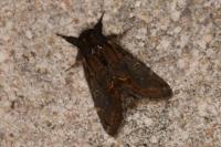 Notodonta dromedarius