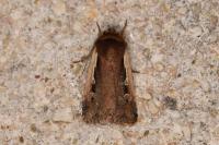 Ochropleura plecta