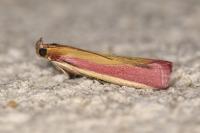 Oncocera semirubella