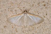 Palpita vitrealis