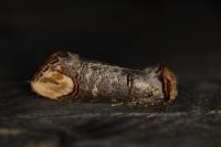 Phalera bucephala