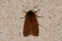 Phragmatobia fuliginosa