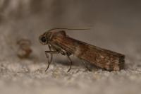 Phycita roborella
