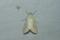 Sitochroa palealis
