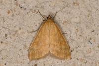 Sitochroa verticalis