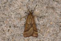 Synaphe punctalis