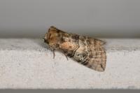 Tethea ocularis