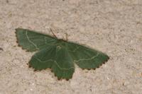 Thalera fimbrialis