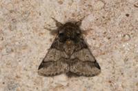 Thaumetopoea processionea