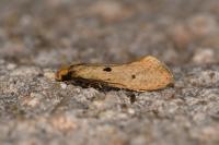 Tinea trinotella