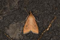 Udea ferrugalis