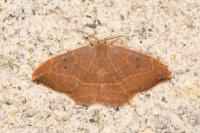 Watsonalla binaria