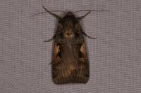 Xestia c-nigrum