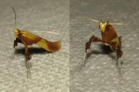 Caloptilia alchimiella