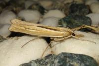 Ancylolomia tentaculella