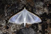 Palpita vitrealis