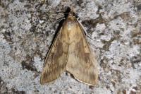 Ostrinia nubilalis/scapulalis