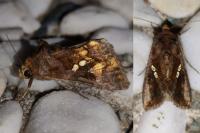 Chrysodeixis chalcites