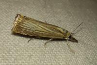 Chrysoteuchia culmella