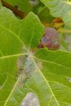 Choreutis nemorana