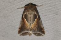 Habrosyne pyritoides