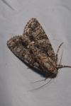 Acronicta rumicis
