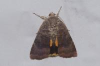 Noctua janthe