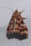Callopistria juventina
