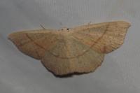 Cyclophora punctaria