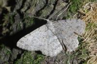 Hypomecis punctinalis