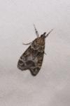 Eudonia mercurella