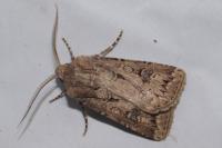 Agrotis bigramma