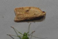Acleris ferrugana/notana