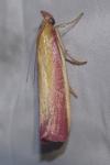 Oncocera semirubella