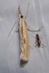 Agriphila inquinatella