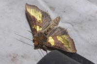 Diachrysia chrysitis