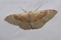 Idaea degeneraria
