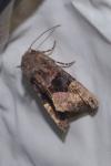 Euplexia lucipara