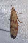 Homoeosoma sinuella